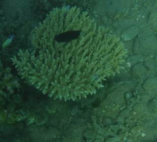 Schnorcheln Abdul Safaga