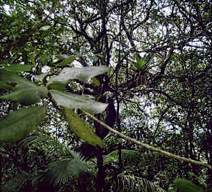 Nationalperk Cerro EL Copey  Bewaldung und Bewuchs