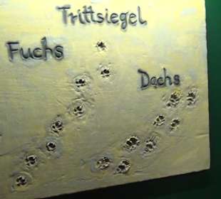 Museum Jagdtier + Vogelkunde