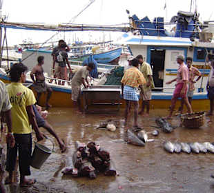 Im Hafen von Beruwela