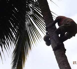 Kokosnusspflücker
