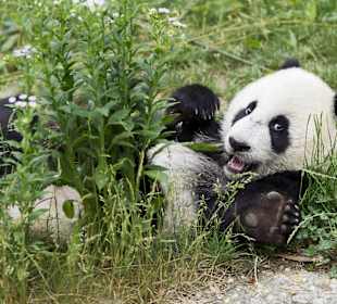 Unser kleiner Panda Fu Hu