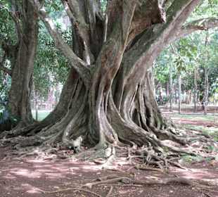Mamutbaum im Nationalpark