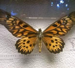 Wystawa najpiękniejszych, wyselekcjonowanych motyli