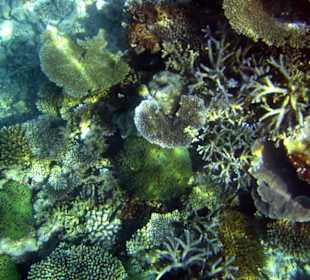 Am Hausriff Athuruga