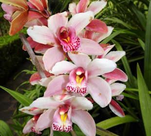 Orchideengarten im Monte Palace Tropical Garden