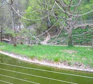 Eurasienbereich - Weißhandgibbon