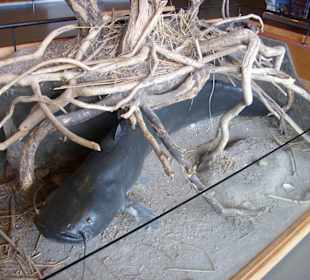 Im Eingangsbereich Müritzeum