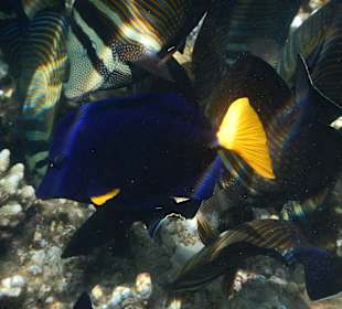 Viele und bunte Fische