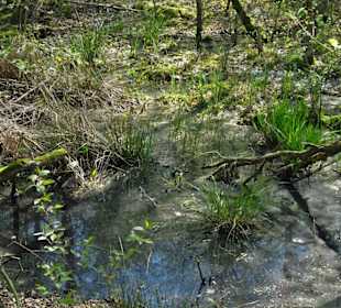 Impressionen aus der Gellener Torfmöörte