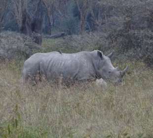 Kifaru beim äsen