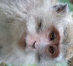 Hier tragen auch die Frauen Bärte 