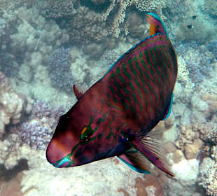 Schnorcheln The Grand Makadi