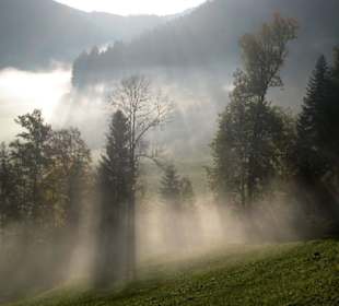 Morgennebel