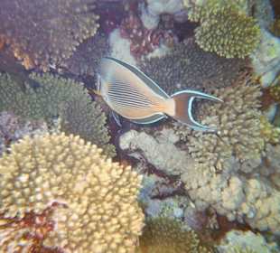 Wunderschöne Unterwasserwelt