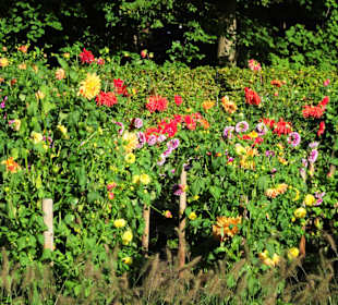 Impressionen aus dem Dahliengarten Hamburg