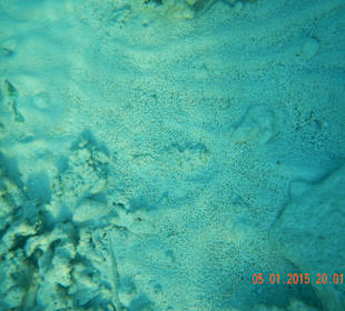 Рыба камень