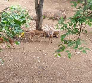 Diamante Eco Adventure Park