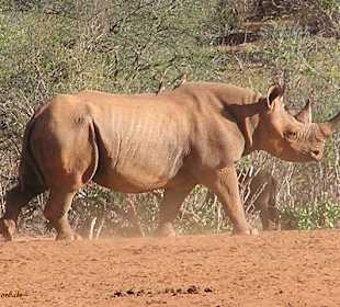 Spitzmaulnashorn 2006