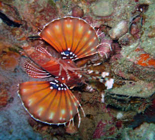 Tauchen bei Racha Island