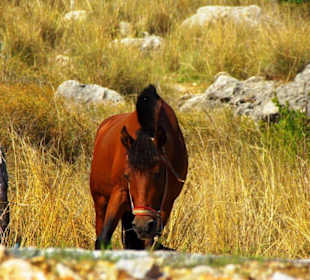 Burg von Alanya (Ic Kale) An- und Abfahrt
