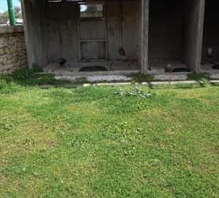 Malta Falconry Centre