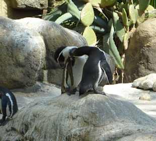 Humboldt Pinguine