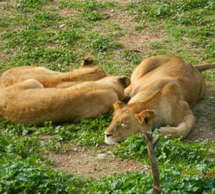 Löwin mit ihren Teenagern