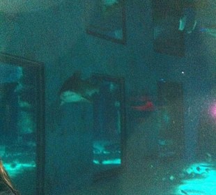 Haie im Sea Life London