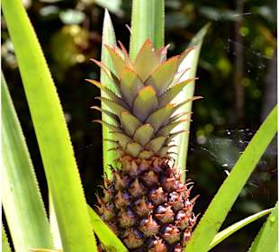 Castleton Botanical Garden