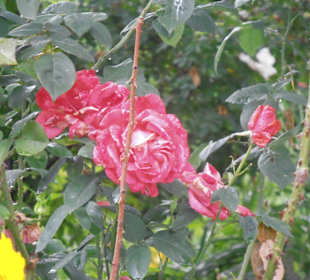 Rosenfest im Westfalenpark in Dortmund