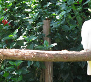 В зоопарке Бали