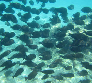 Hausriff - traumhaft!