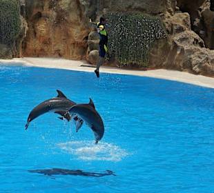 Delfin - Show