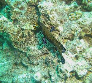 Tauchen bei der DC über Oototo Holiday Service gebucht