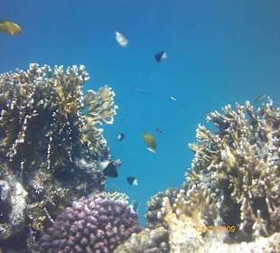 Außenriff / Hausriff