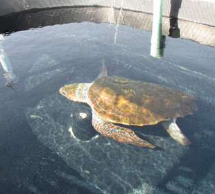 Unechte Karettschildkröte