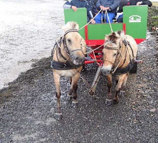 Die Pferde werden nicht müde !!