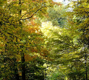 Herbstspaziergang durch den Bürgerpark Bremen
