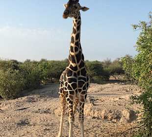 Sir Bani Yas Safari Costa Cruise	