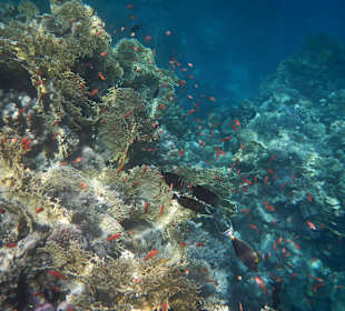 Am Aussenriff beim Schnorcheln