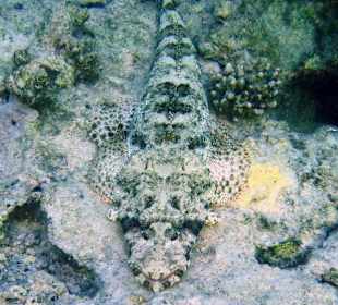 Krokodilsfisch am Riff des Three Corners Fayrouz Plaza Beach