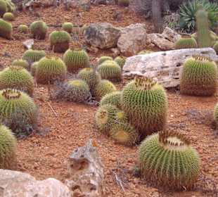 Im Bonicactus