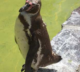 Pinguine