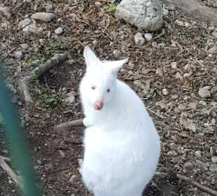 Aus dem Raritäten Zoo Ebbs