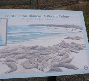 See-Elefanten Kolonie