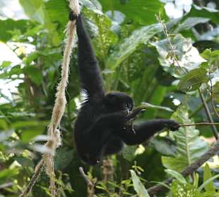 Affengehege sehr viel Pflanzen