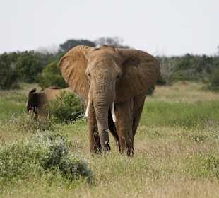 Nationalpark Kenia