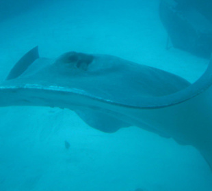 Und noch einmal ein Rochen aus dem U-Boot