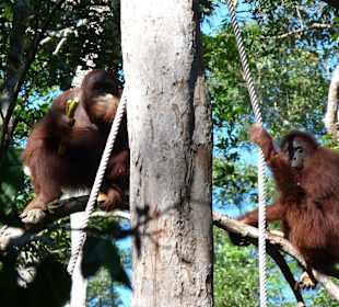 Fütterungszeit in Semenggoh